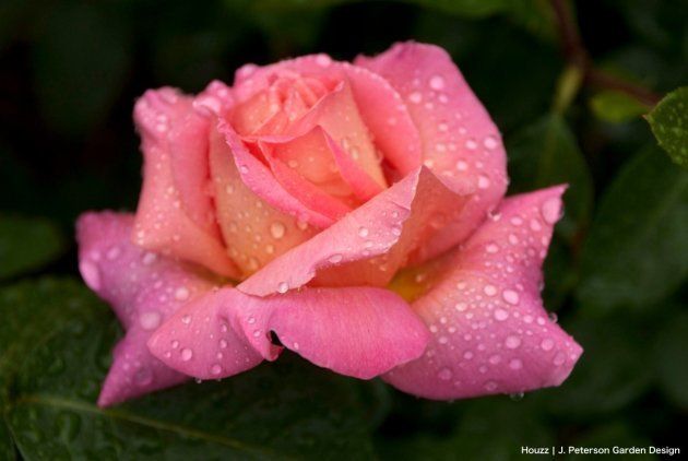 優しさと幸福感あふれる愛情の色 ピンクのインテリア効果 ハフポスト Life