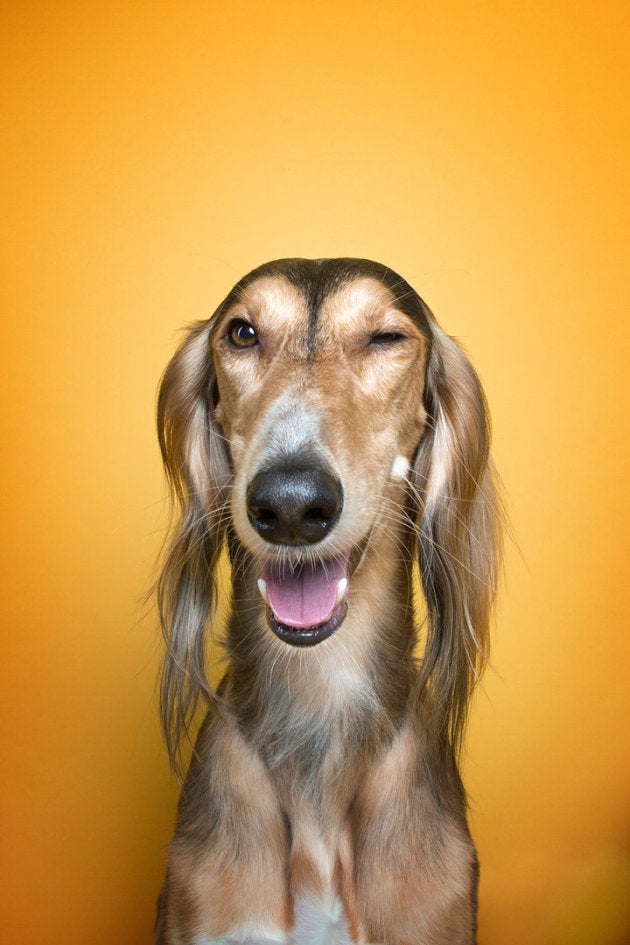 笑顔 悲しみ 驚き 人間みたいな表情をする犬たちに癒される ハフポスト Life