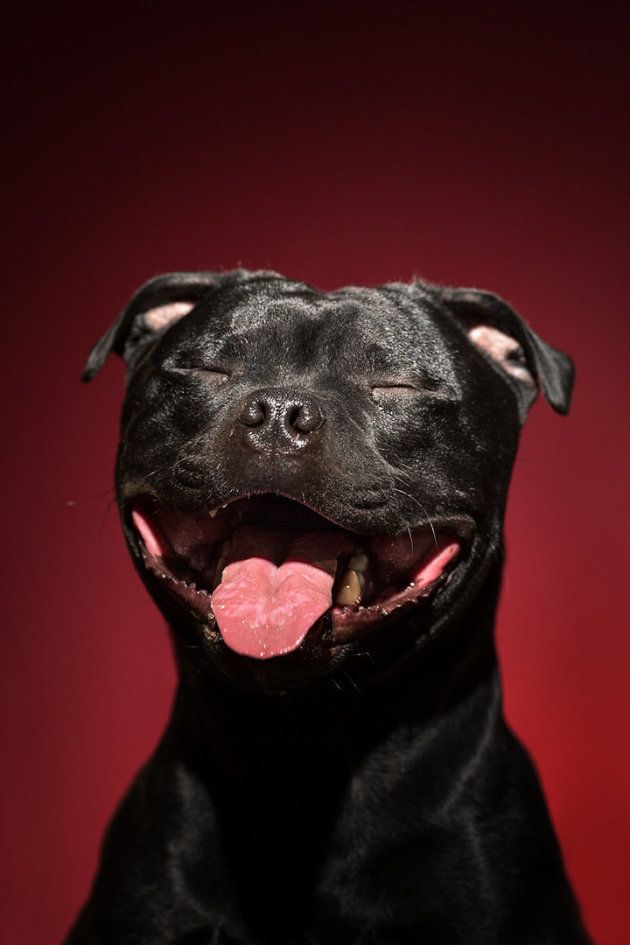 笑顔 悲しみ 驚き 人間みたいな表情をする犬たちに癒される ハフポスト Life
