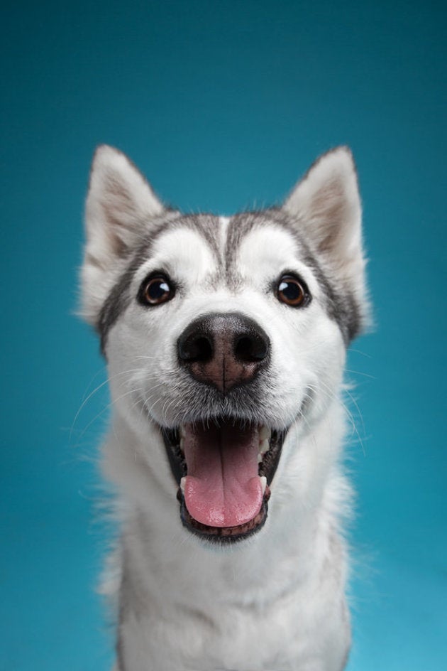 笑顔 悲しみ 驚き 人間みたいな表情をする犬たちに癒される ハフポスト Life