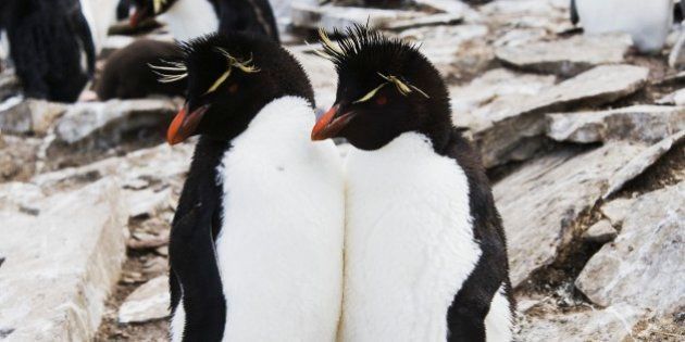 FALKLAND ISLANDS - MARCH 03: Rockhopper penguin (Eudyptes chrysocome), Spheniscidae, Rockhopper Point, south coast of Sea Lion Island, Falkland or Malvinas Islands (British overseas territory). (Photo by DeAgostini/Getty Images)
