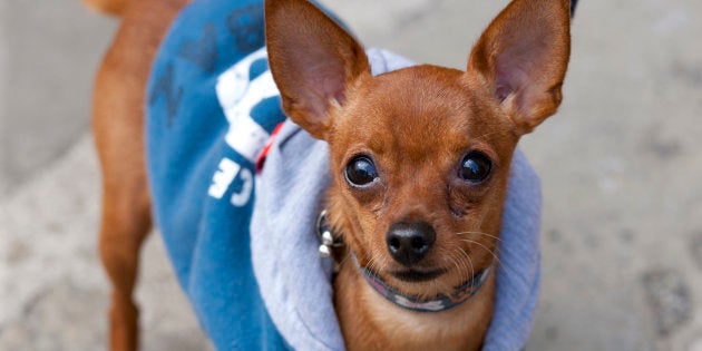 （写真はイメージ）イタリアの犬