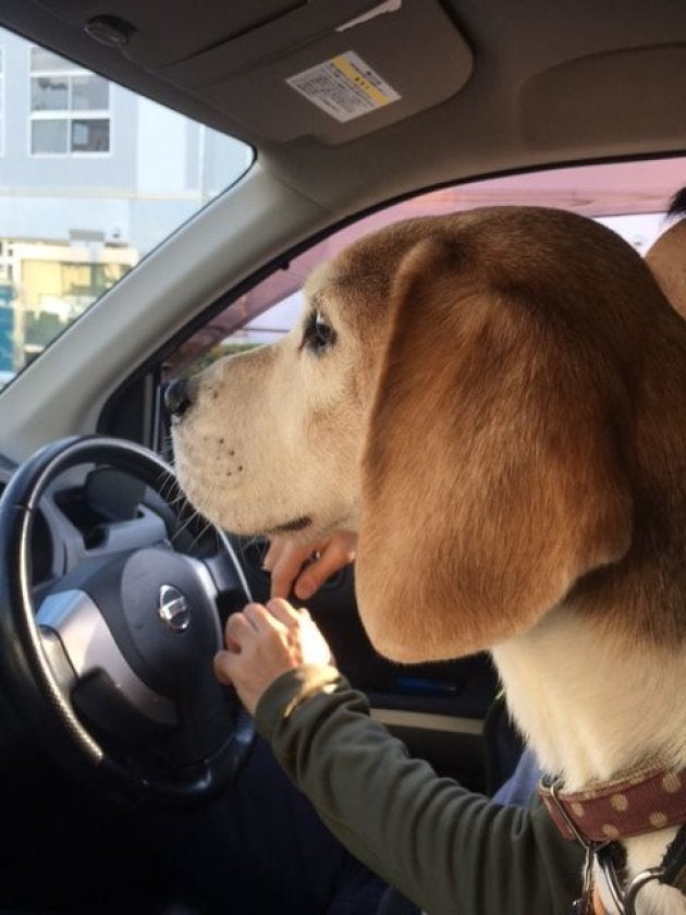 保護犬だったビーグル、スノー。佐藤さんの本に登場する犬のモデルになった１匹