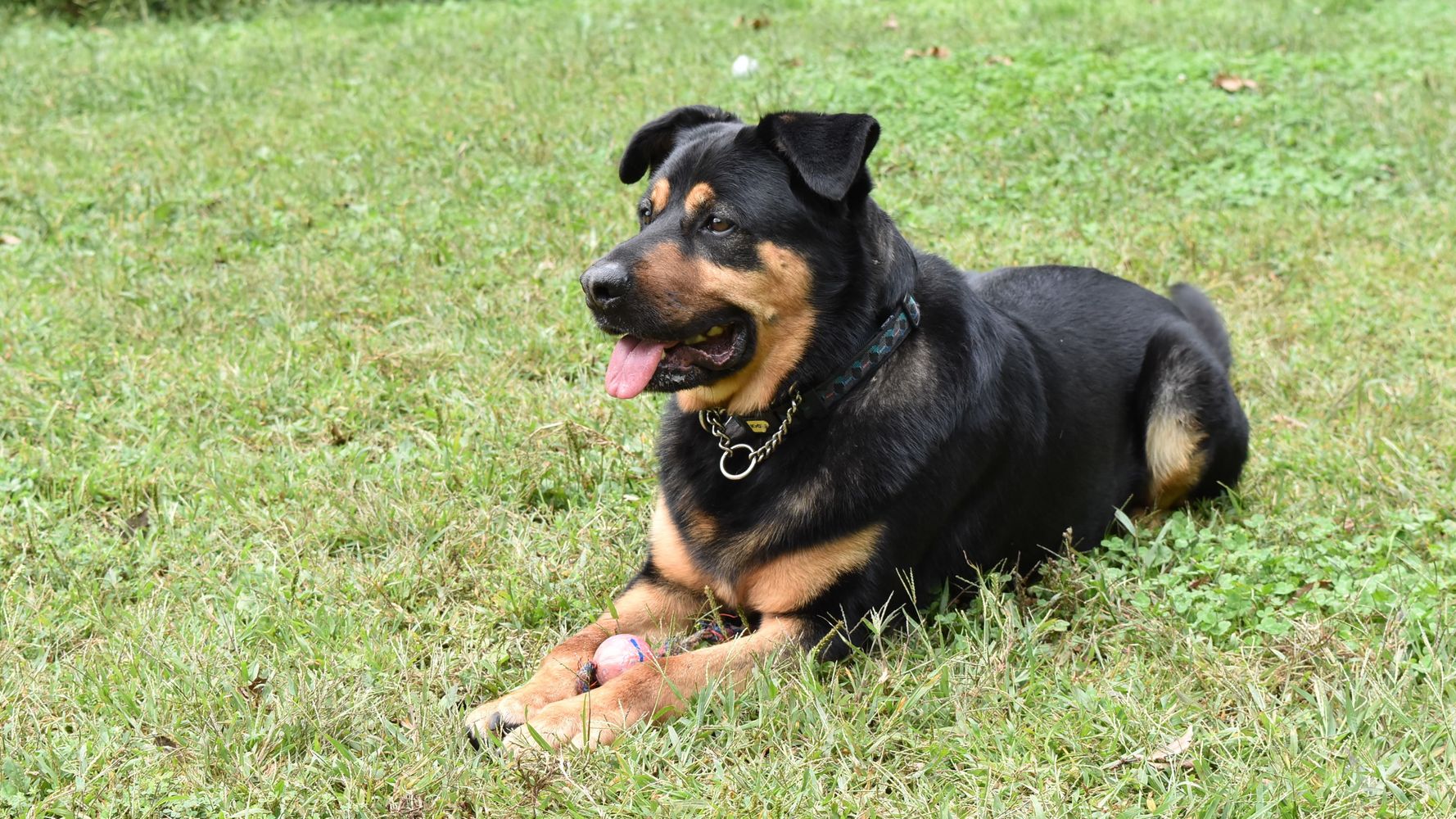 保護犬はかわいそう じゃない 人生に彩りを与えてくれる存在 自費出版で伝える 優しい彼らの８つの物語 ハフポスト Life