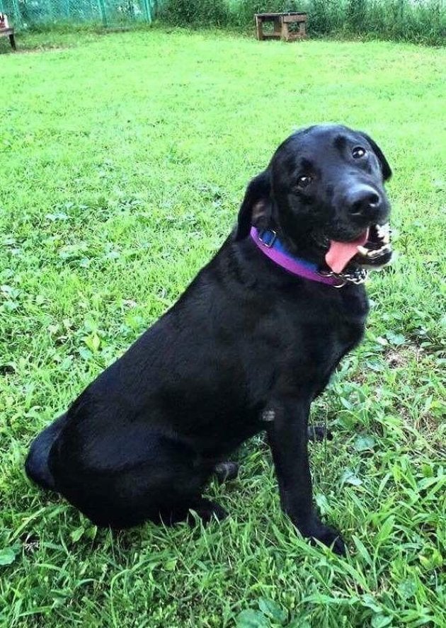 保護犬はかわいそう じゃない 人生に彩りを与えてくれる存在 自費出版で伝える 優しい彼らの8つの物語 ハフポスト Life 保護犬はかわいそう じゃない 人生に彩りを与えてくれる存在 自費出版で伝える 優しい彼らの8つの物語 ハフポスト Life