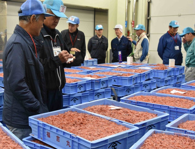 サクラエビの品定めをする仲買人=静岡市清水区の由比漁港