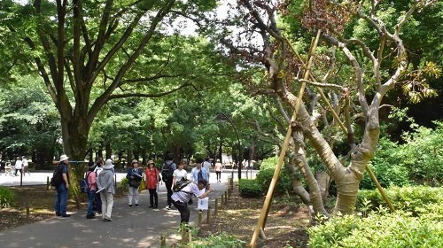 上野公園の樹木 7年で570本を伐採 伐り過ぎ と批判の声 ハフポスト