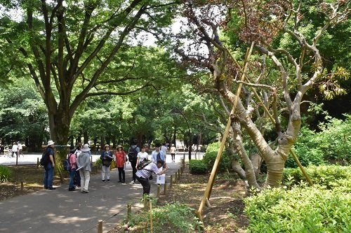 ●移植されたヤマモモの木（右）はその後に枯れた＝筆者撮影