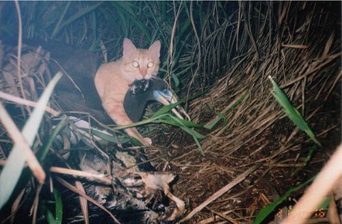 島で野生化したネコが希少動物を襲う 一歩先を進む小笠原の対策とは | ハフポスト NEWS