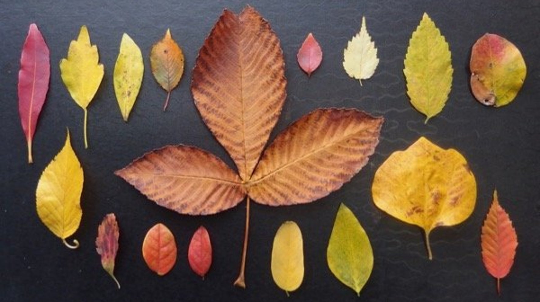 雑草という草はない 東京で拾った落ち葉を紹介し続ける理由が深かった ハフポスト Life