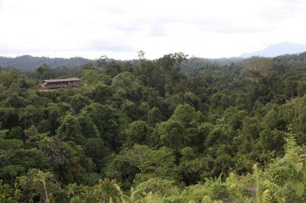 ●マレーシア版森林認証を得た、サラワク州、ゼッティ社のAnap-Muput持続的森林管理のモデル管理区。25年サイクル、全対象木マッピングと択伐の低インパクト伐採が行われている