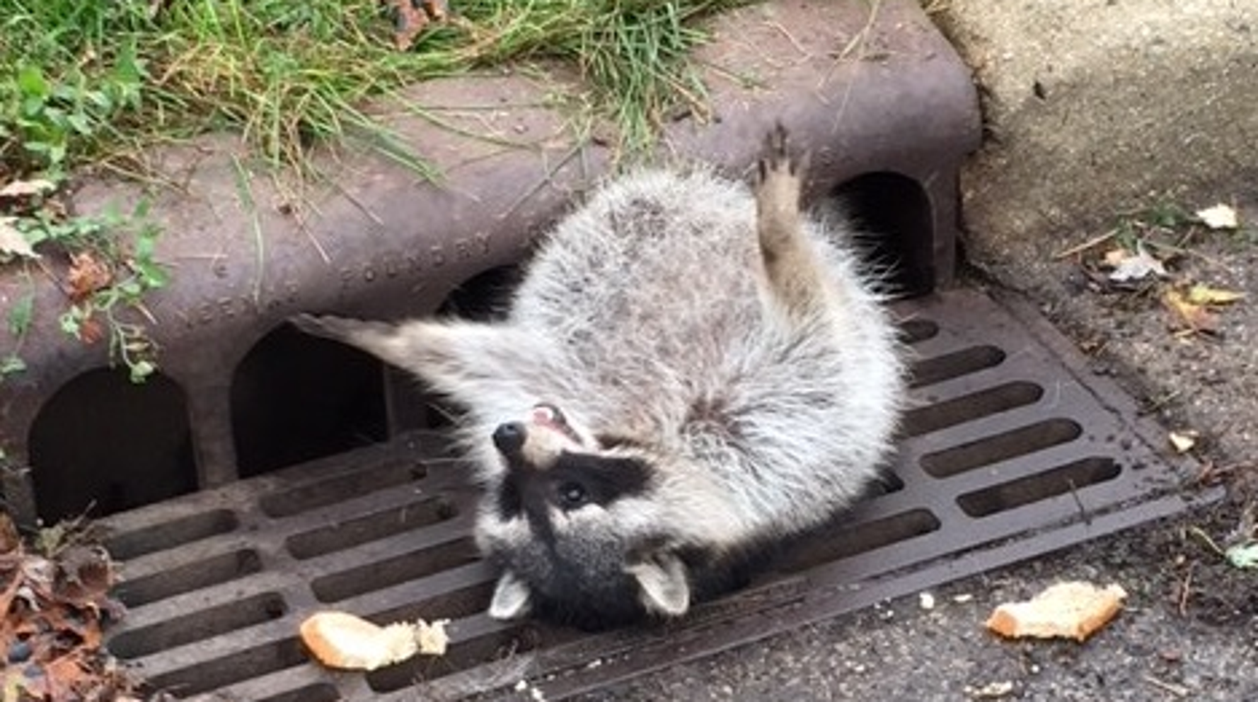 たすけて 太っちょアライグマさんの救出大作戦が微笑ましい ハフポスト Life