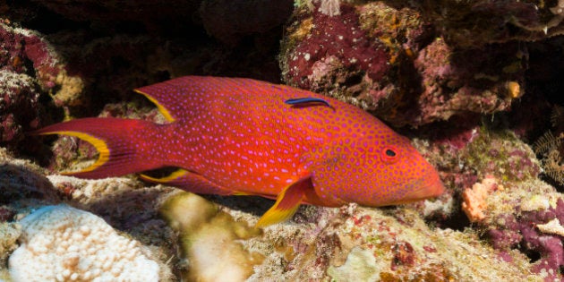 (GERMANY OUT) Lyretail Grouper, Variola louti, Elphinstone, Red Sea, Egypt (Photo by Reinhard Dirscherl/ullstein bild via Getty Images)