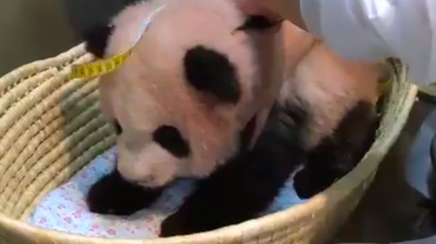 SALE／73%OFF】 洋書 パンダ カメラ: 赤ちゃんパンダのタイ シャンが