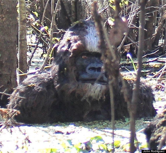 謎の未確認動物 ビッグフット の鮮明な写真が編集部に送られた 元fbi捜査官の分析は 画像 ハフポスト News