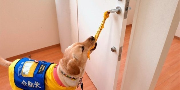 障害者の社会参加と自立のために 介助犬 聴導犬 盲導犬について知ってもらいたいこと ハフポスト