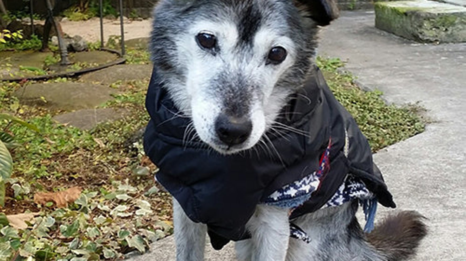 寝たきりになり 鳴き叫ぶ老犬 一緒に乗り越えていく日々 ハフポスト Life