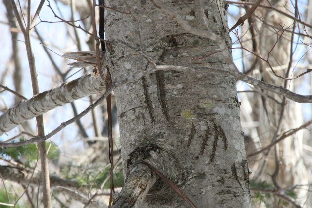 ヒグマが木に登った爪痕。数年前につけられたものと考えられています（3月30日撮影）