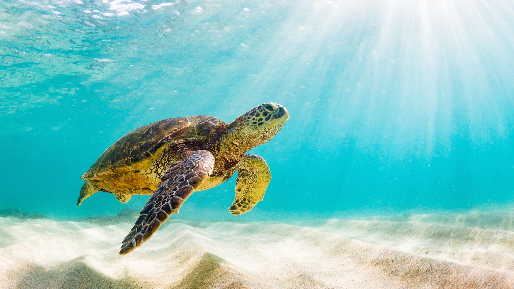 世界亀の日 カメは両生類 それとも爬虫類 画像 ハフポスト Life