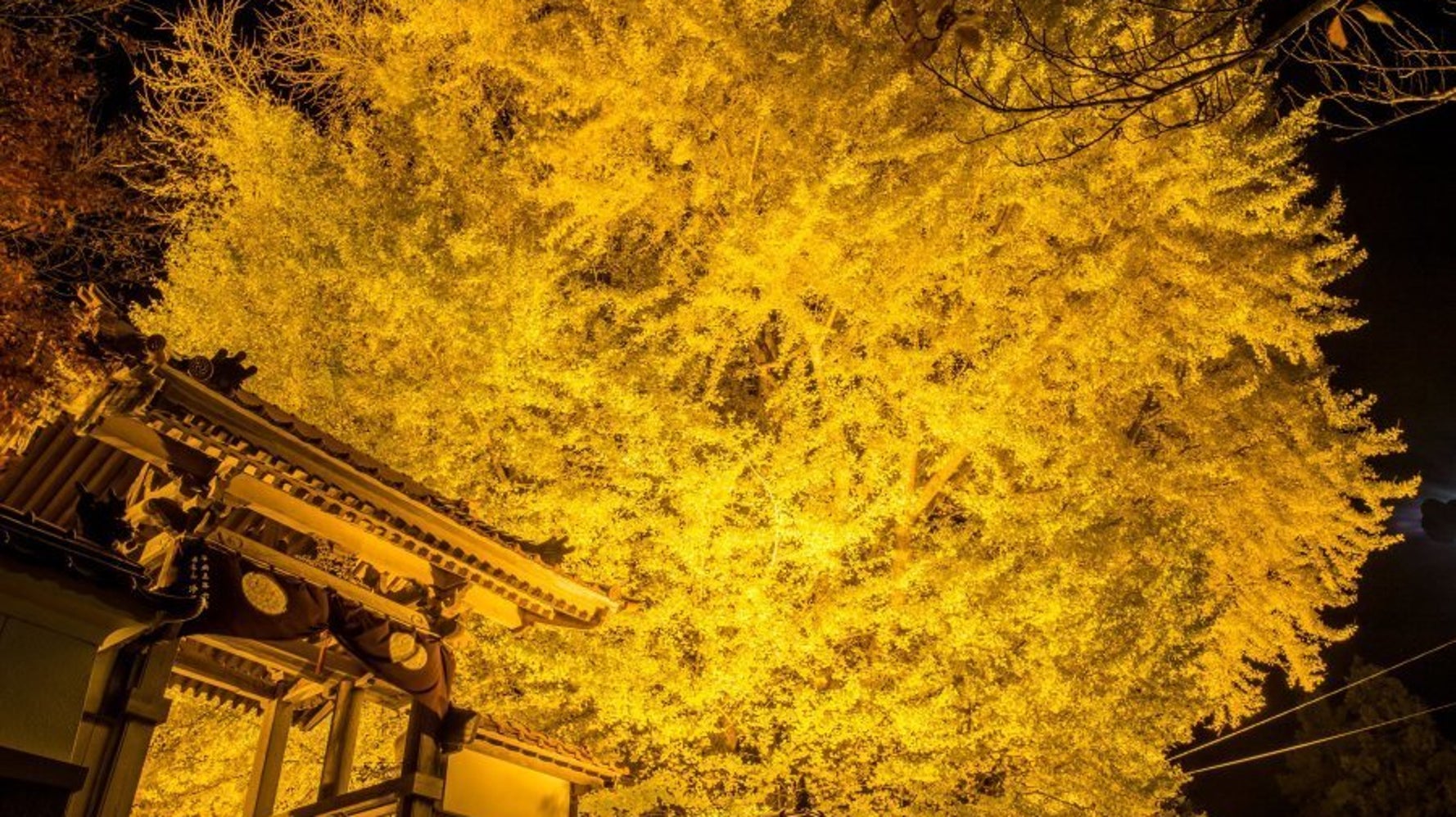 金色の世界に魅了され ネットで絶賛 大銀杏 の写真 撮影者に聞いた ハフポスト