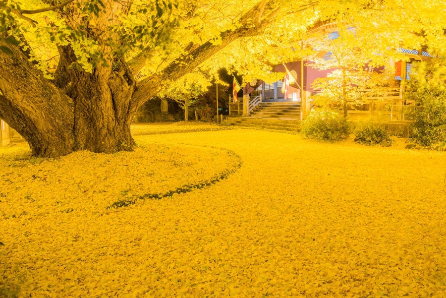 島根県大田市、浄善寺の大銀杏