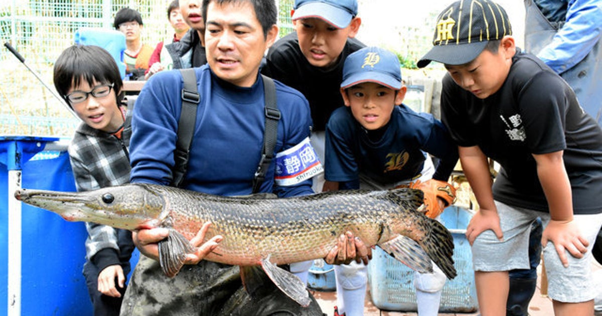 池の水抜いたら出てきた巨大肉食魚 アリゲーターガー ハフポスト