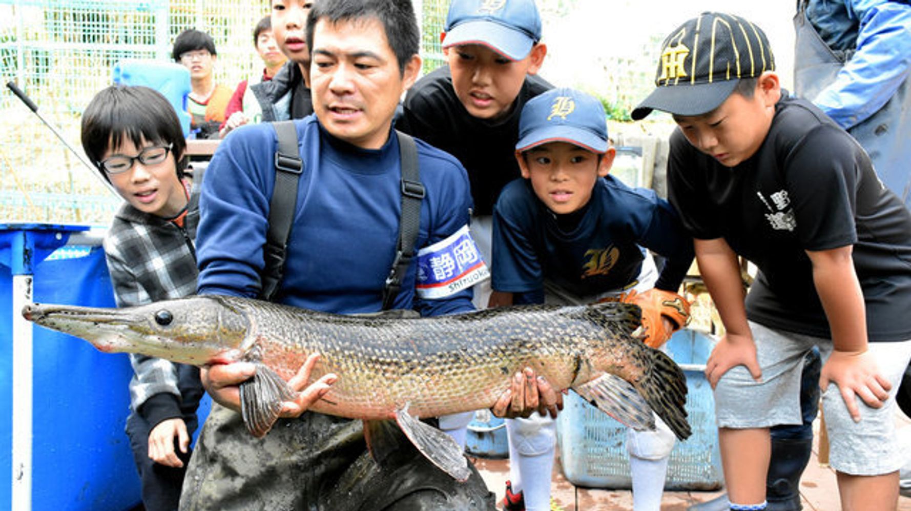 池の水抜いたら出てきた巨大肉食魚 アリゲーターガー ハフポスト