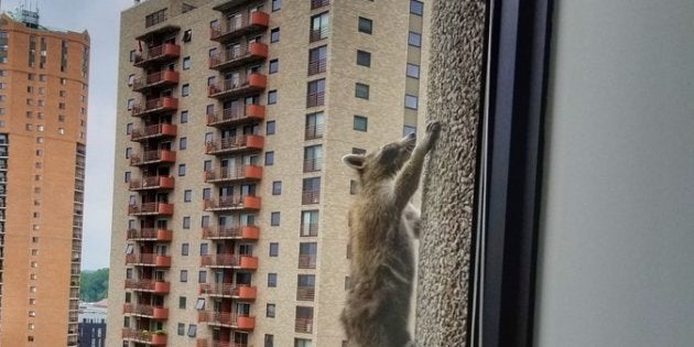 スパイダーマンか いや アライグマだ 高層ビルの壁を23階まで登る ハフポスト Life