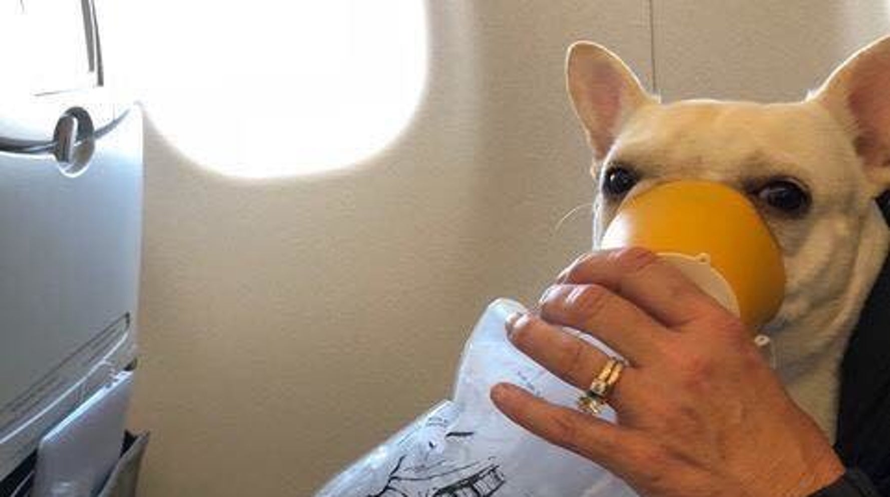 飛行機で脱出酸素マスク。写真素材1005981766 | Shutterstock