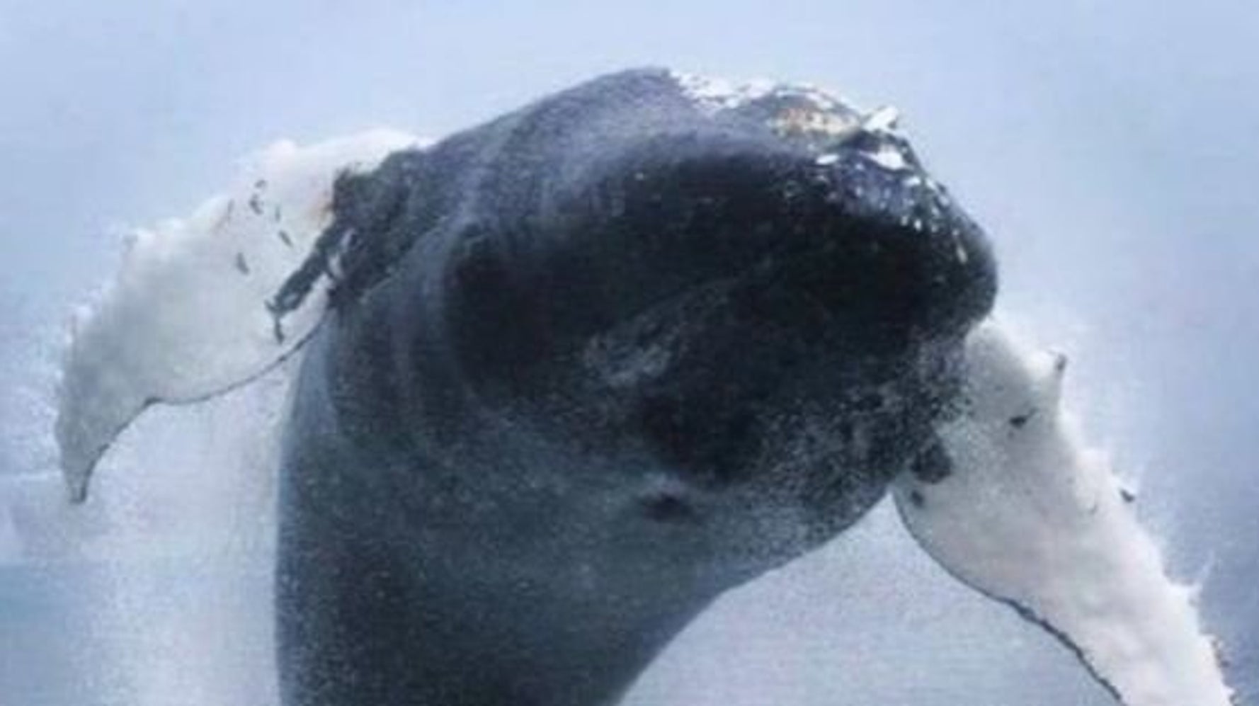 クジラが空を飛んだ ザトウクジラの信じられない跳躍をカメラが捉えた 動画 ハフポスト News