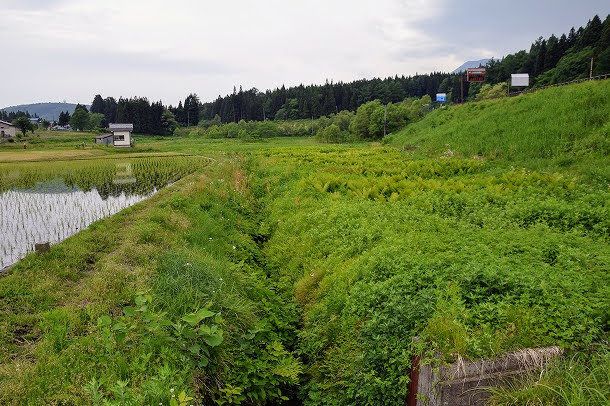 かつては一面水田だった場所。米を作る人が少なくなり耕作放棄地が広がる。近隣で米を作っているのは我が家だけだ。カエルの大合唱もずいぶんと小さくなった。