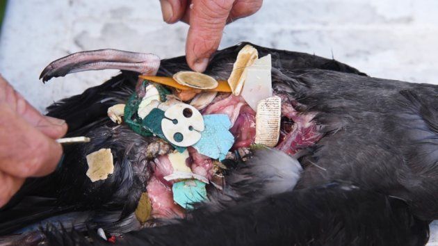 たくさんのプラスチックゴミが詰まった鳥の胃