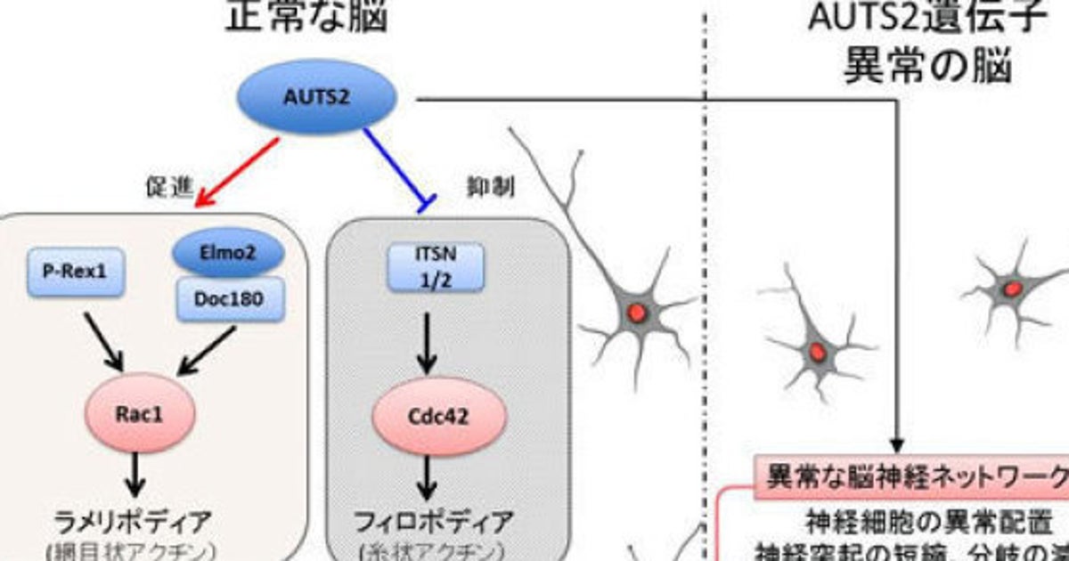 多様な精神疾患に関わる遺伝子の働き解明 ハフポスト