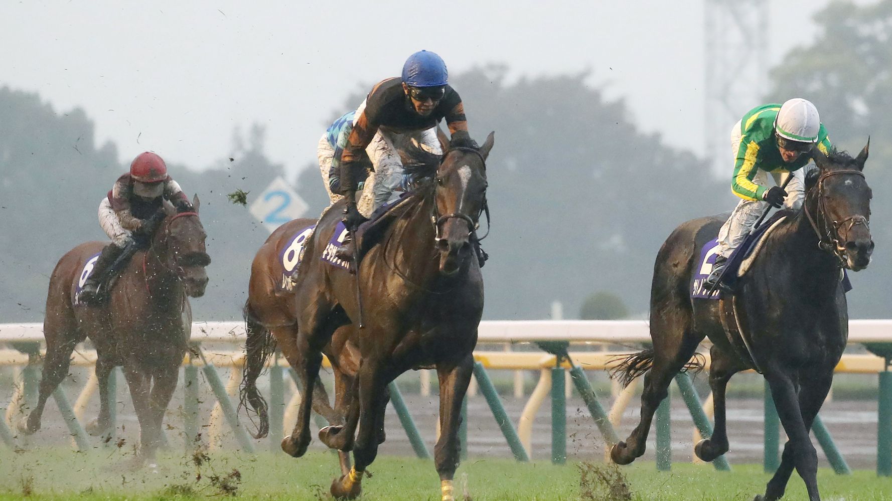 キタサンブラックってどんな馬 北島三郎が惚れ込んだ澄んだ目のサラブレッド ハフポスト