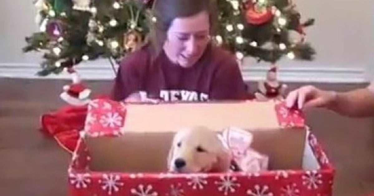 Huffington Post Japan On Flipboard 子犬は世界で一番のクリスマスプレゼント 動画