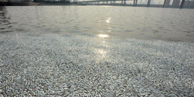 TIANJIN, CHINA - AUGUST 20: (CHINA OUT) Dead fish float along the shore of Haihe River Dam on August 20, 2015 in Tianjin, China. According to the Tianjin Environmental Protection Bureau on Thursday, experts have collected samples for further investigation. (Photo by ChinaFotoPress/ChinaFotoPress via Getty Images)