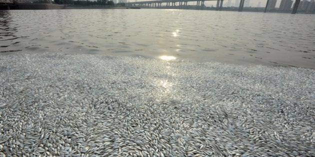 TIANJIN, CHINA - AUGUST 20: (CHINA OUT) Dead fish float along the shore of Haihe River Dam on August 20, 2015 in Tianjin, China. According to the Tianjin Environmental Protection Bureau on Thursday, experts have collected samples for further investigation. (Photo by ChinaFotoPress/ChinaFotoPress via Getty Images)