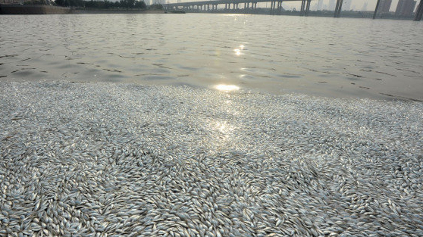 天津大爆発 付近の川で魚が大量死 当局は関連否定も住民 見たことがない ハフポスト News