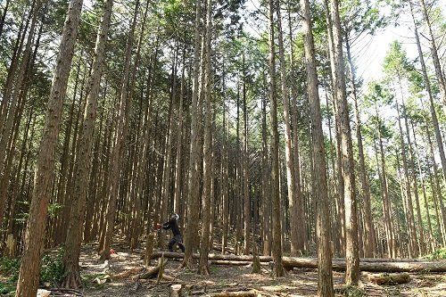 ●間伐された林。光が差し込み、山の表情がぱっと明るくなった＝高知県本山町