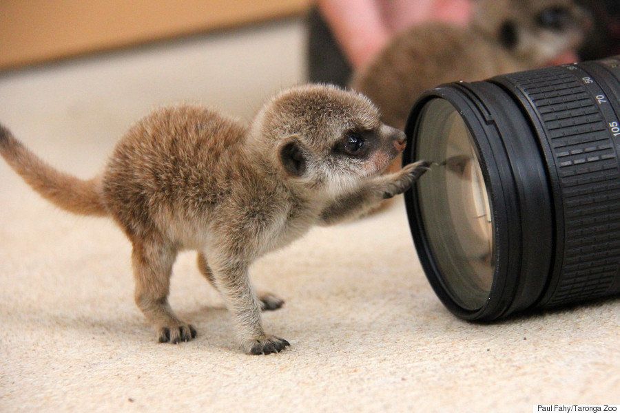 ミーアキャットの双子が この世のものと思えないほど可愛い 画像集 ハフポスト News