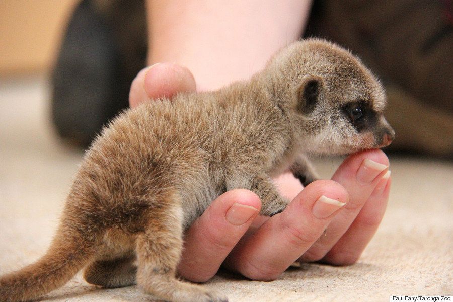 ミーアキャットの双子が この世のものと思えないほど可愛い 画像集 ハフポスト News