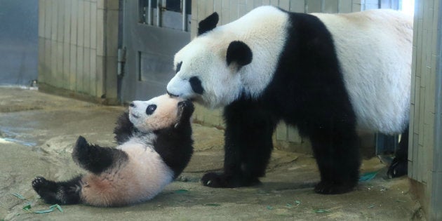 母パンダのシンシン(右)と子パンダのシャンシャン
