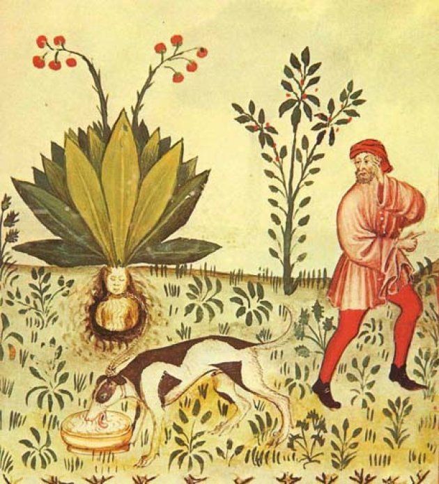 15世紀の「健康全書」に描かれたマンドラゴラ。叫び声から逃れるために犬を使って根を引き抜こうとする様子が描かれている。