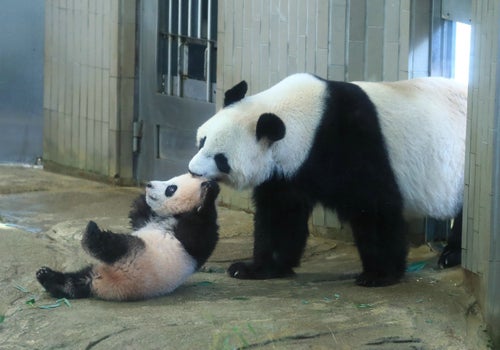 止まらないシャンシャンフィーバー “上野のパンダ”なぜ人気