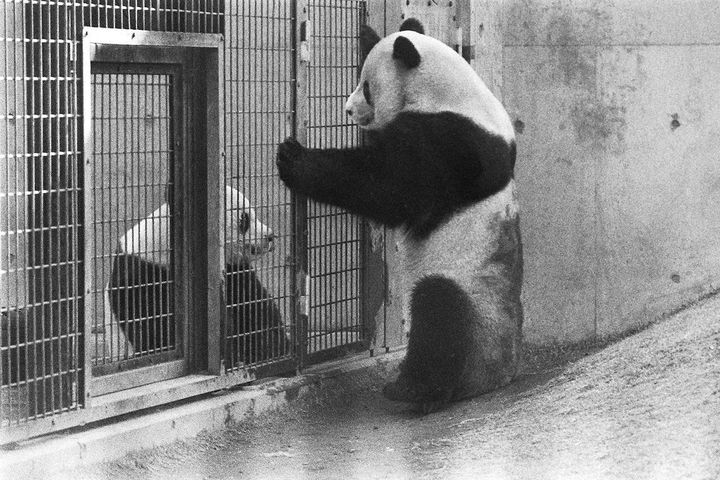 金網越しにじゃれ合うパンダのカンカン（右）とランラン＝1976年3月24日、東京都台東区の恩賜上野動物園
