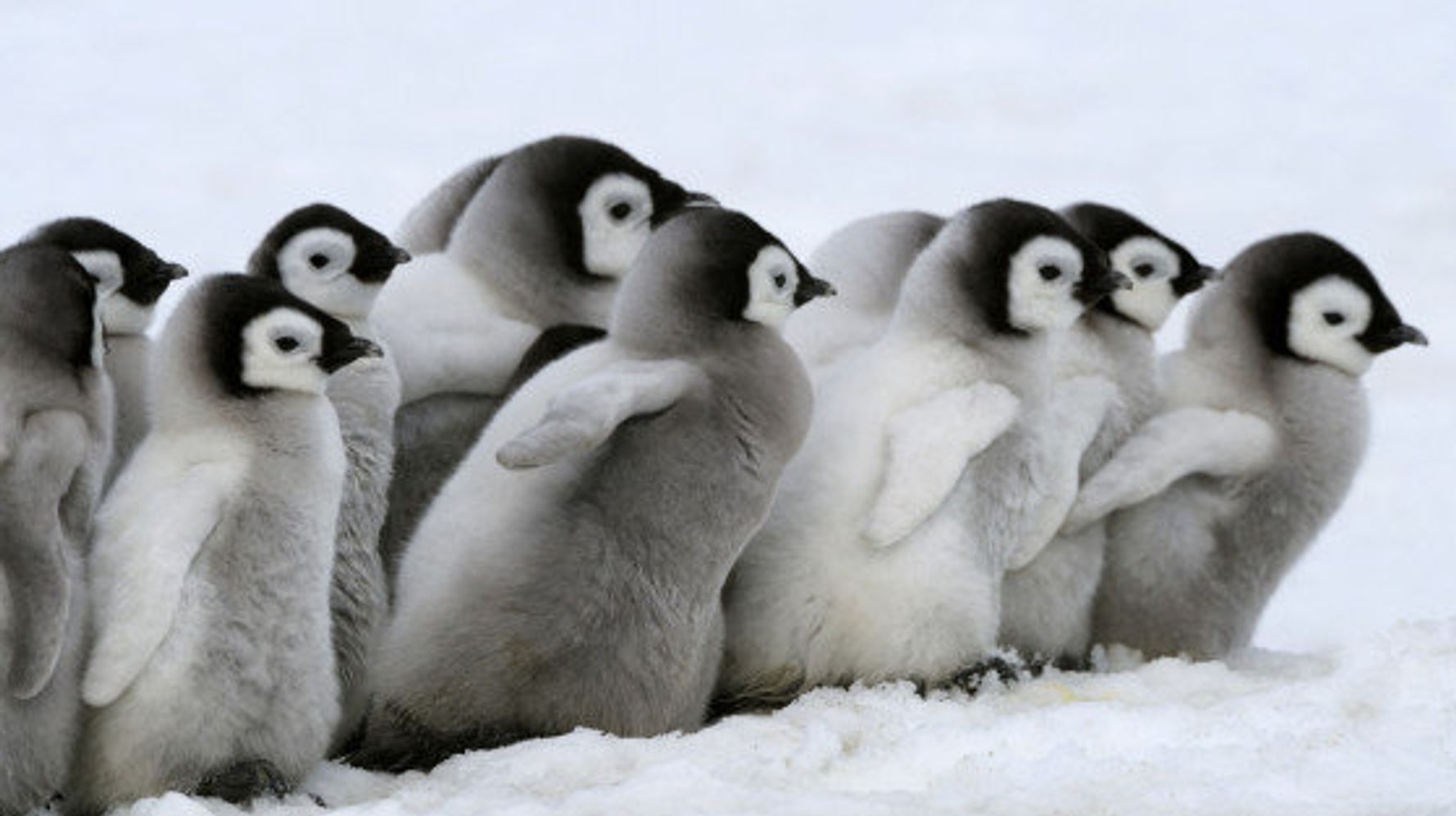 赤ちゃんペンギンは みんなで仲良く散歩する モフモフ画像集 ハフポスト News