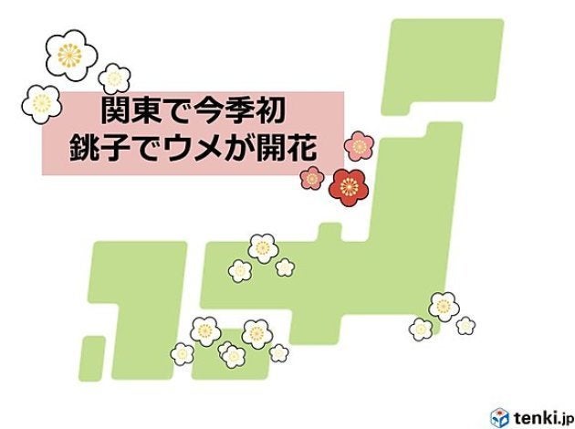 きょう16日、銚子でウメが咲きました。関東の気象台でウメの開花が確認されるのは、今シーズン初めてのことです。