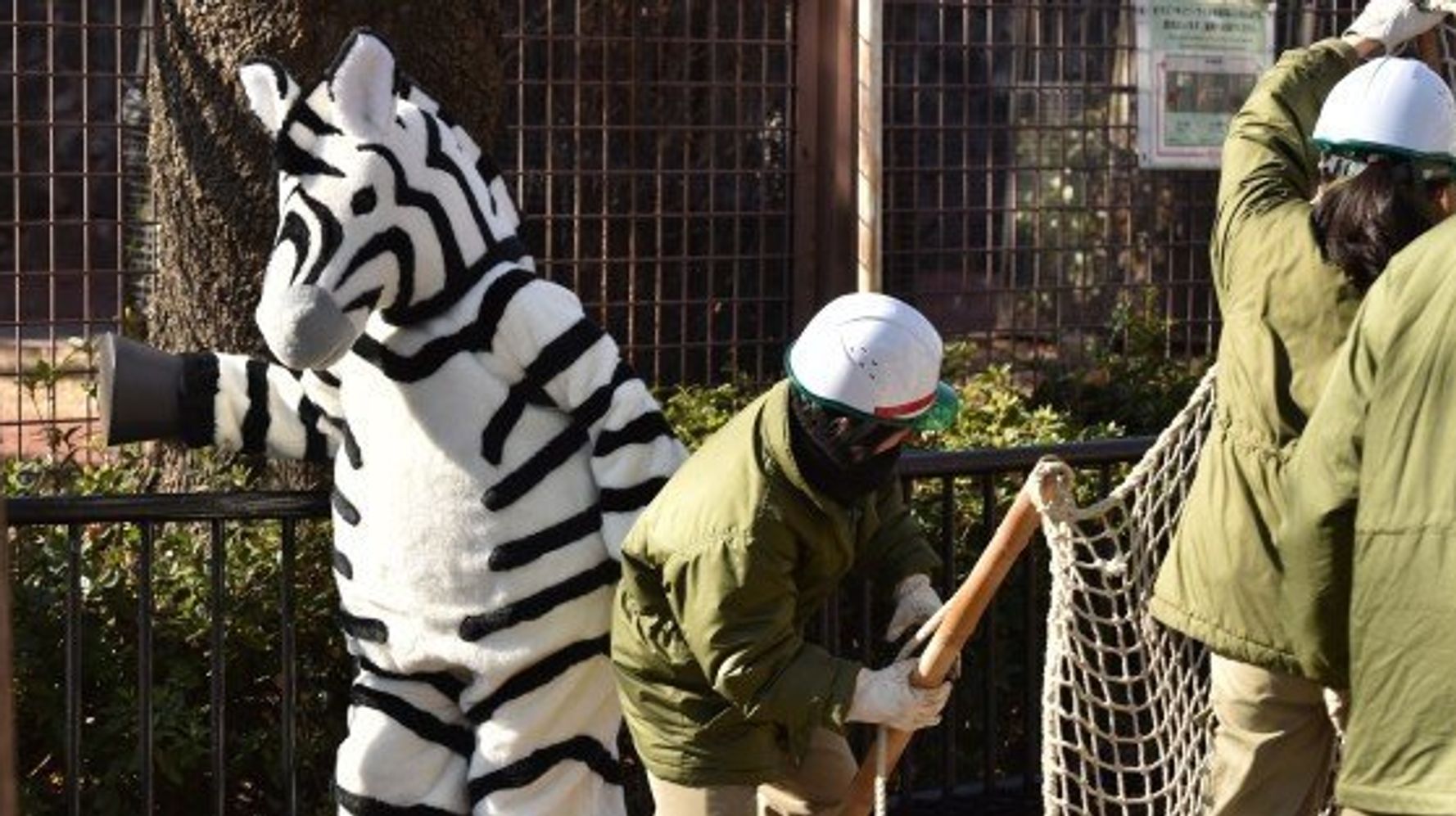 シマった シマウマが脱走したぞ 上野動物園の訓練 真剣なのにホッコリ 画像集 ハフポスト News