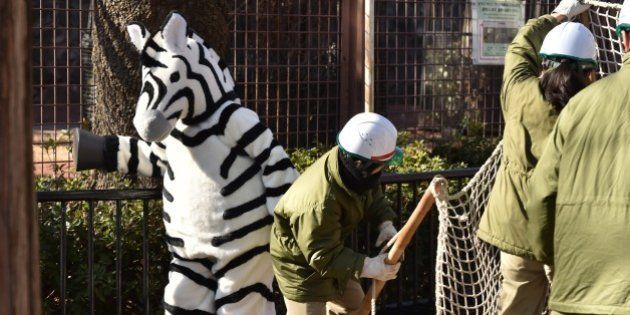 CORRECTION - YEAR A zoo keeper dressed in a zebra (L) takes part in a drill to practice what to do in the event of an animal escape at the Ueno Zoo in Tokyo on February 2, 2016. About 150 zookeepers participated in the annual drill. AFP PHOTO / KAZUHIRO NOGI / AFP / KAZUHIRO NOGI (Photo credit should read KAZUHIRO NOGI/AFP/Getty Images)