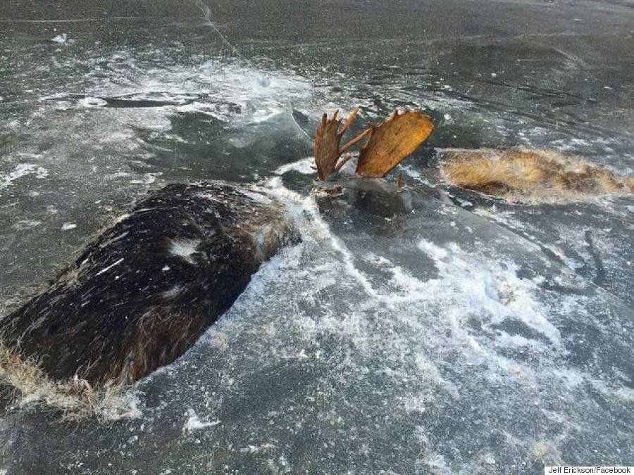 争いは何も生まない 凍結した2頭のヘラジカは氷の下から訴える 画像 ハフポスト